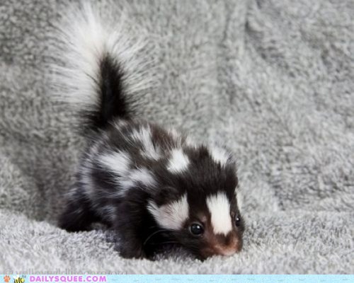 Spotted Baby Skunk