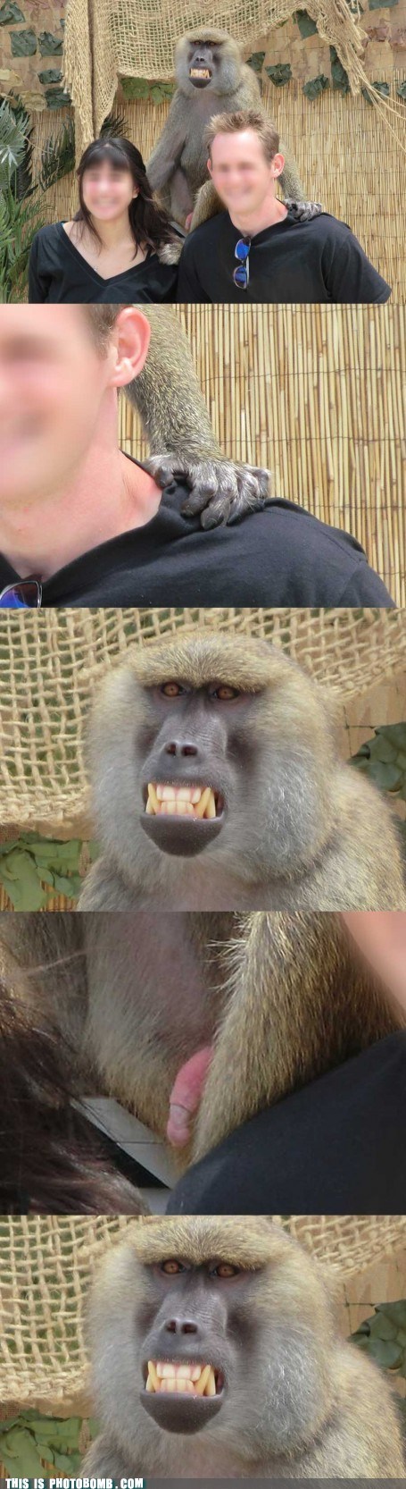 This Is Photobomb: I.R. Baboon