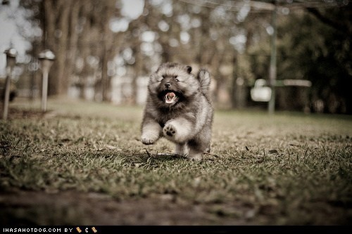 Cyoot Puppy ob teh Day: Run Fluffy! Run!