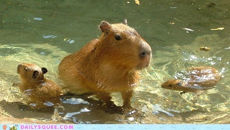 Squee Spree: Let's Go Swimming!