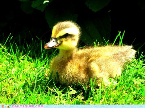 Reader Squee: Baby Jeffery