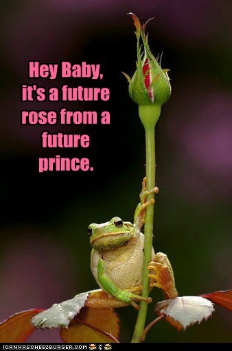 Animal Capshunz: Frogs Have the Best Pickup Lines