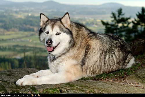 Goggie ob teh Week FACE OFF: Alaskan Malamute