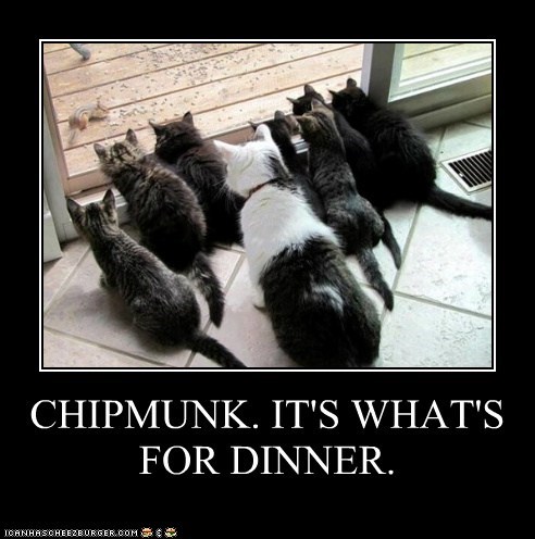 CHIPMUNK. IT'S WHAT'S FOR DINNER.