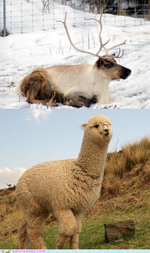Squee Spree: Reindeer vs. Alpaca