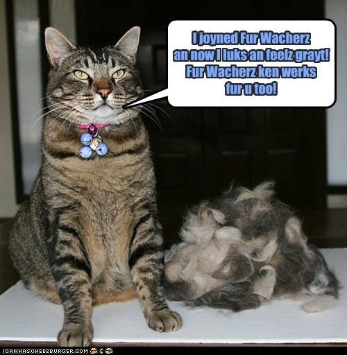 Tiger, celebrity spokescat for Fur Watchers