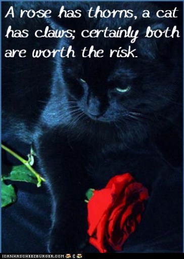 Cat Truisms - thorns