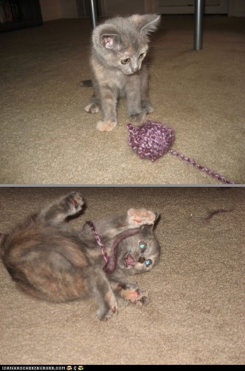 Cyoot Kitteh of teh Day: Attack of the Yarn