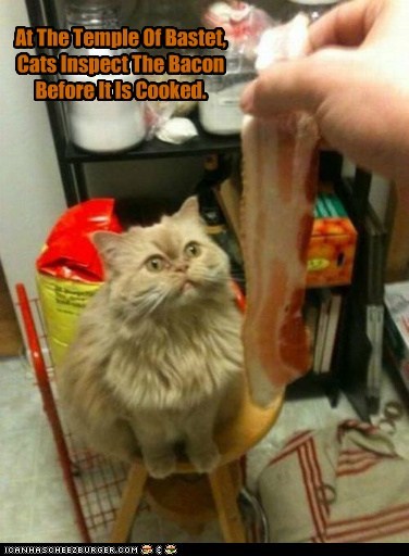 At The Temple Of Bastet, Cats Inspect The Bacon Before It Is Cooked.