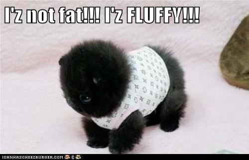 I'z not fat!!! I'z FLUFFY!!!