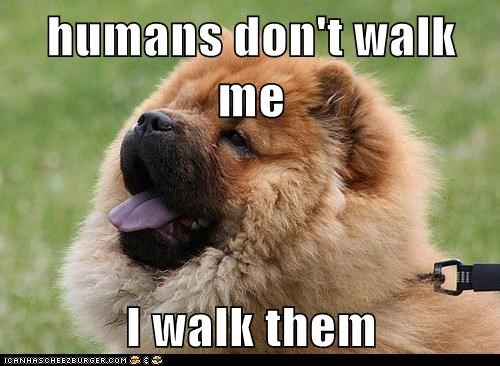 I Has A Hotdog: Show'em who's boss!