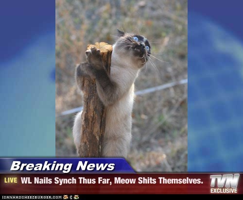 Breaking News - WL Nails Synch Thus Far, Meow Shits Themselves.