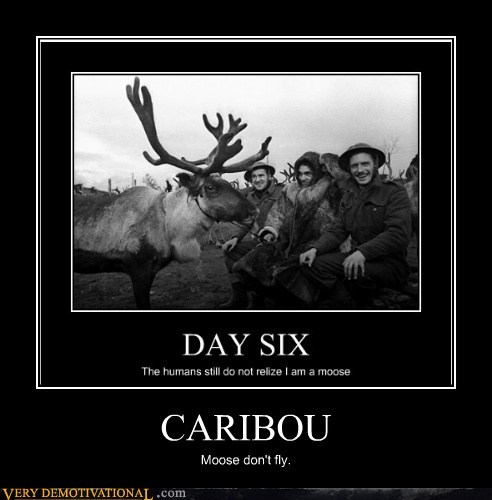 CARIBOU