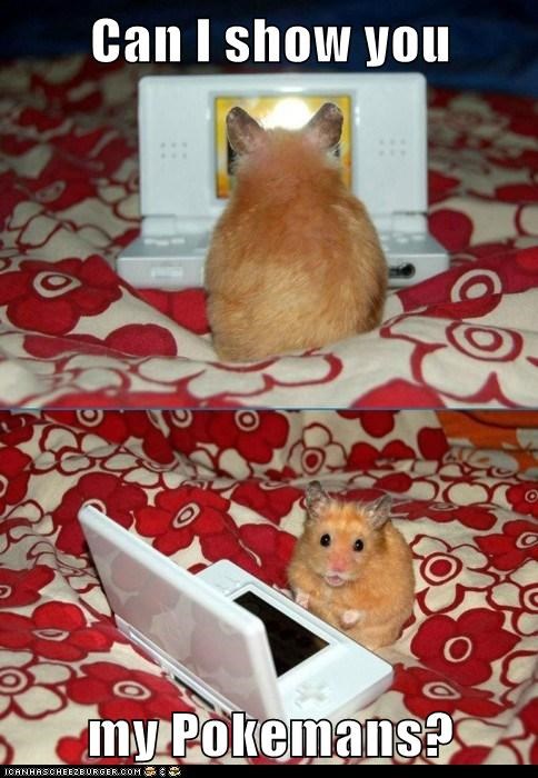 Animal Capshunz: I Have Caught Them All