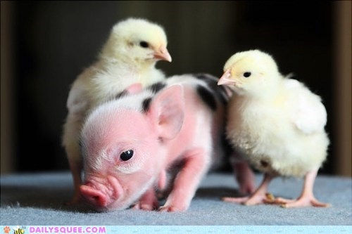Interspecies Love: Chicks Dig Piglets 