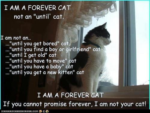 A Cat is Forever