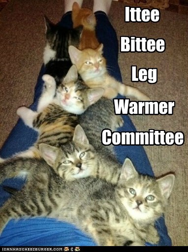 Ittee Bitee Leg-Warmer Committee