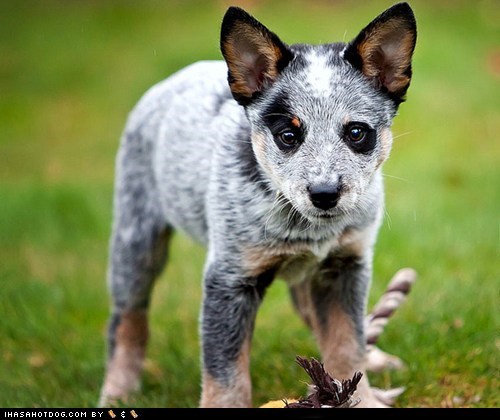 Goggie ob teh Week: Cyoot Aussie 