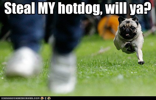 Pug on the Run 
