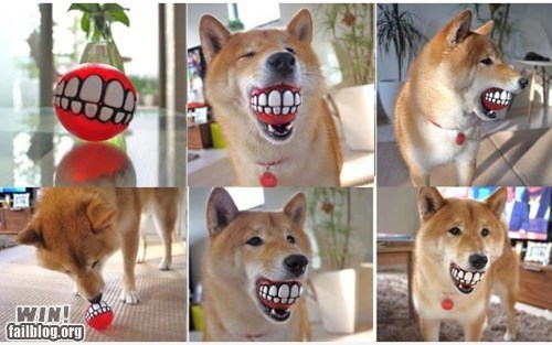 WIN!: Dog Toy WIN