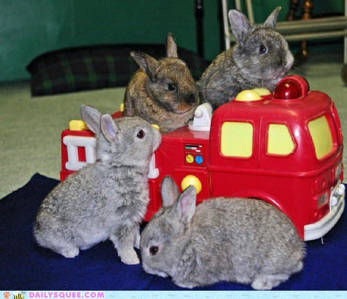 Daily Squee: Bunday: Bunny Bus 
