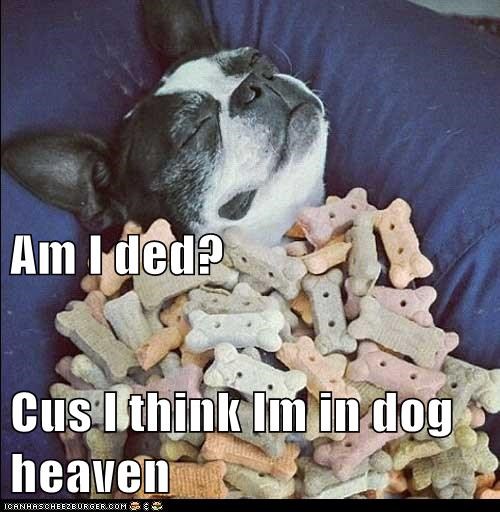 Dog Heaven 