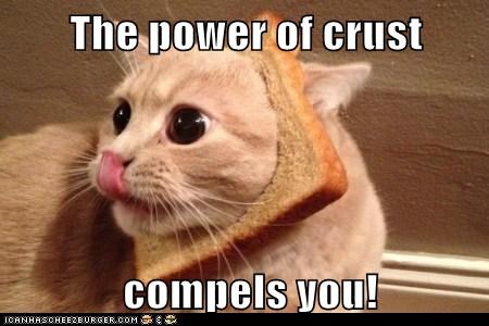 Lolcats: You Can't Resist His Holy Wheatiness! 