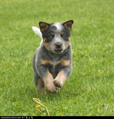 Goggie ob teh Week: Herding Puppy 