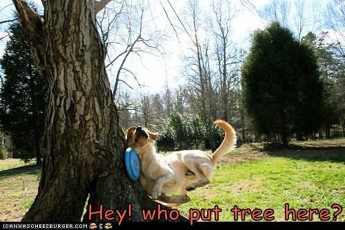 Hey! who put tree here?