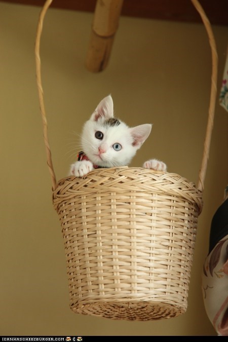 Cyoot Kitteh of teh Day: Around the World in 80 Days