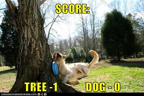 I Has A Hotdog: Goggie vs. Tree