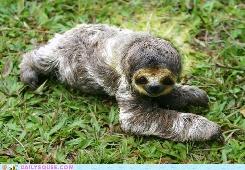 Slothing Around 