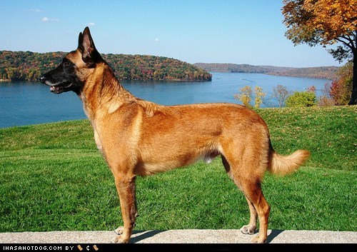 Goggie ob teh Week FACE OFF: Belgian Malinois