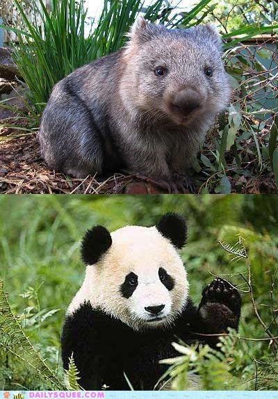 Squee Spree: Wombat vs. Panda 