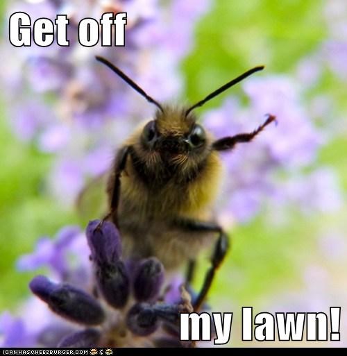 Get off  my lawn!