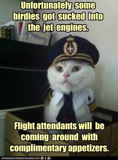 Animal Memes: Captain Kitteh - Great News!