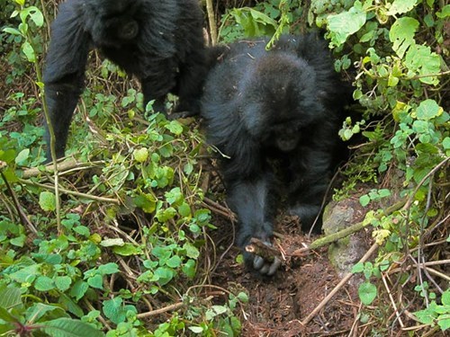 Look At These Ingenious Gorillas of the Day
