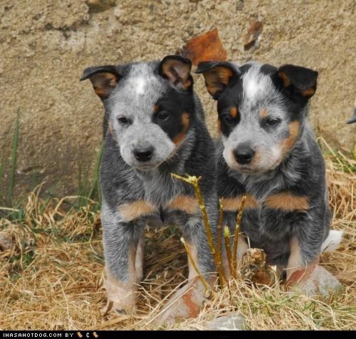 Cyoot Puppy ob teh Day: Aussies