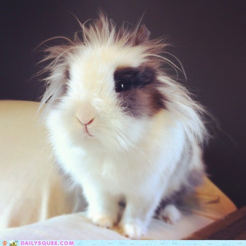 Bunday: Bad Hare Day 