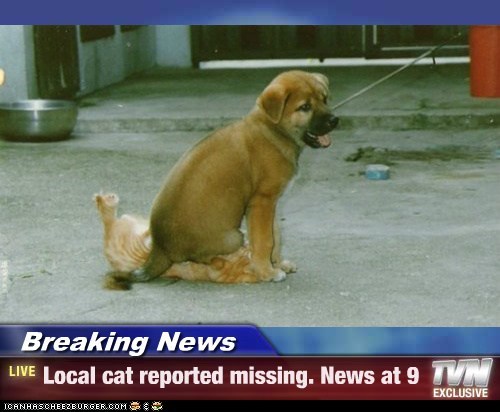 Missing Lolcat