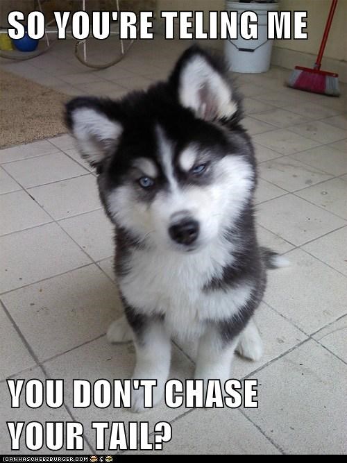 Animal Memes: Skeptical Newborn Puppy - Say, Where is It, Anyway?