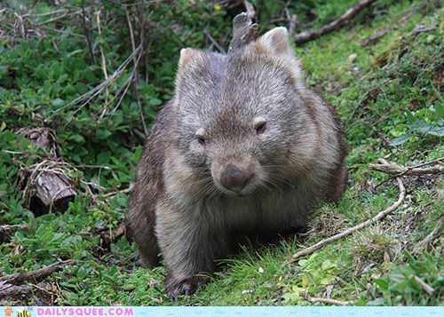 Squee Spree: Wombat Winner 