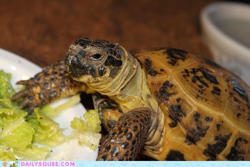 Reader Squee: Not Fuzzy, But Still Cute!