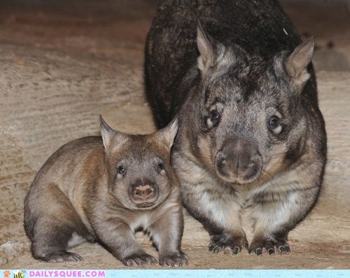 Squee Spree: Mommy and Baby Wombat