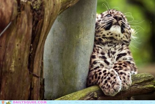 Daily Squee: Leopard Cub 