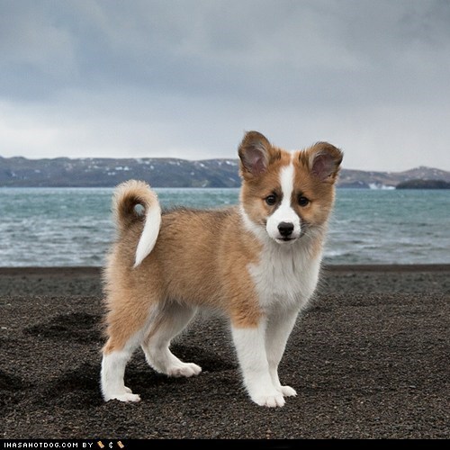 Goggie ob teh Week: Viking Puppy