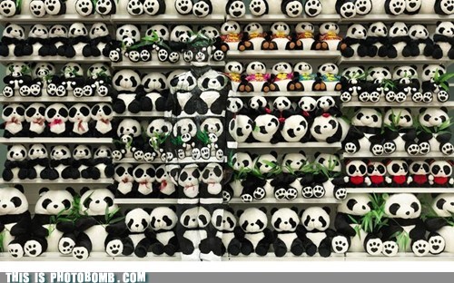 When You See It: Pandas