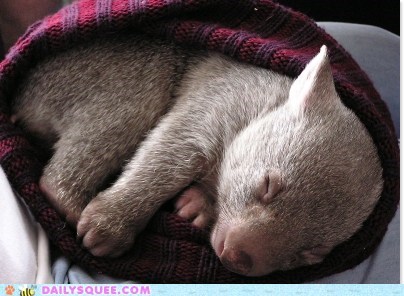 Squee Spree: Wombat in the Hat 