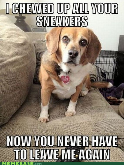 Memebase: Overly Attached Dog