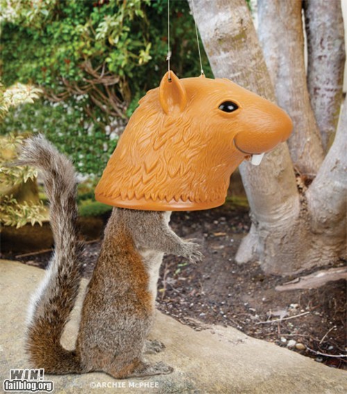 Squirrel Feeder WIN